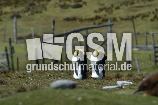 Königspinguin (49 von 84).jpg